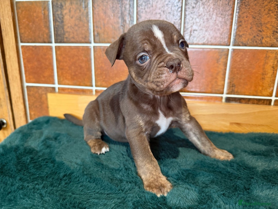 Olde English Bulldogge dogs for sale: Old English Bulldog PUPPIES 👀‼️ - Advert 19