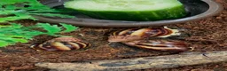 Snails invertebrates for sale: Albino Tiger Stripe Giant Snails & Full Setup - Advert 4