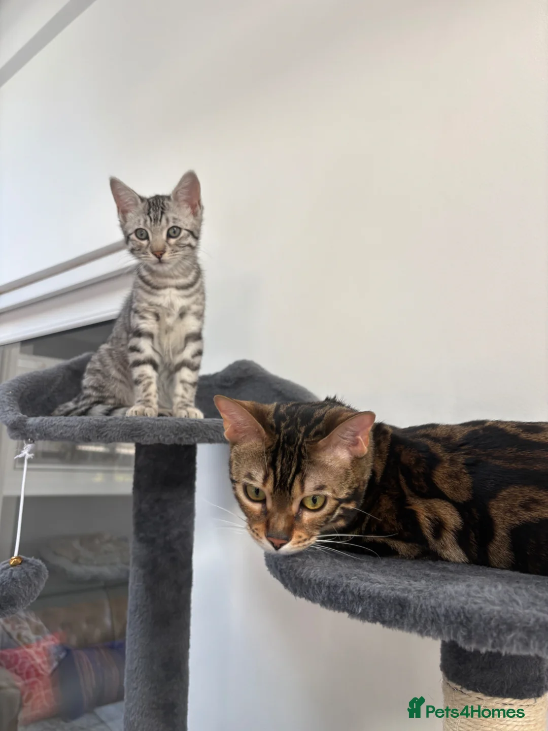 Bengal cats for sale: Full Bengal  in Dunstable - Advert 2