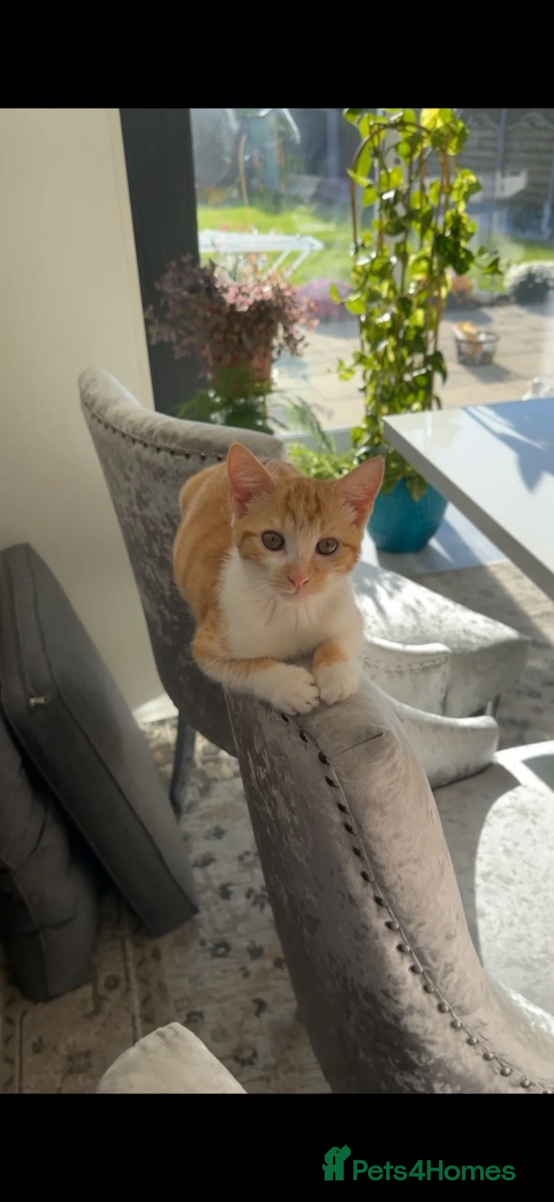 Mixed Breed cats for sale: Female White and Ginger Cat - Advert 1