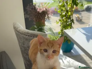 Mixed Breed cats Female White and Ginger Cat - Advert 1