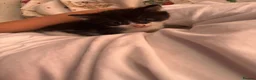 Domestic Shorthair cats for sale: Kittens - Advert 8