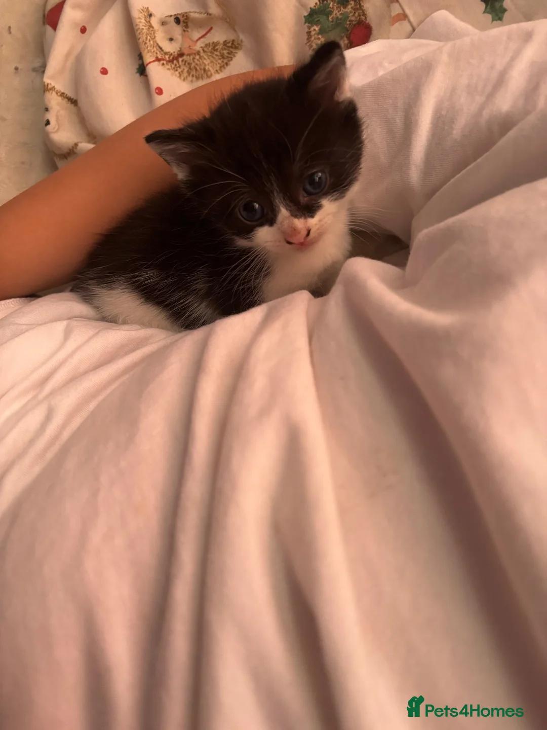 Domestic Shorthair cats for sale: Kittens - Advert 8