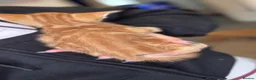 Mixed Breed cats for sale: Ginger kittens  in Bude - Advert 3