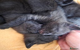 Mixed Breed cats for sale: Black kittens  - Image 11
