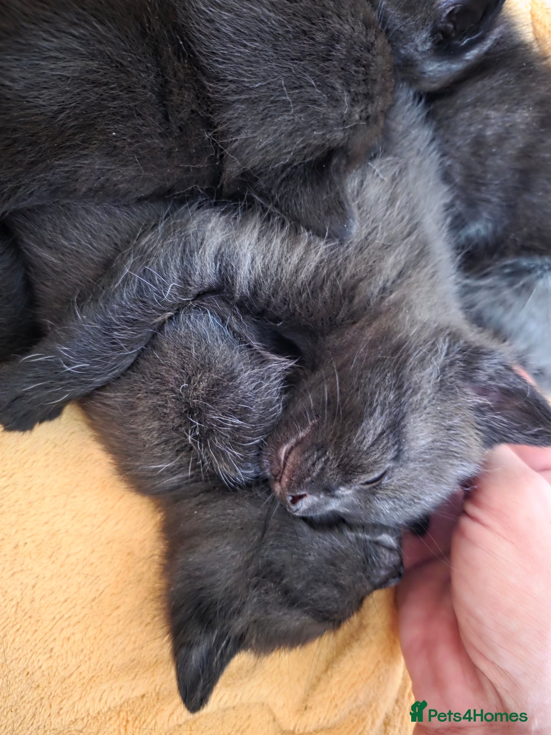 Mixed Breed cats for sale: Black kittens  - Image 11