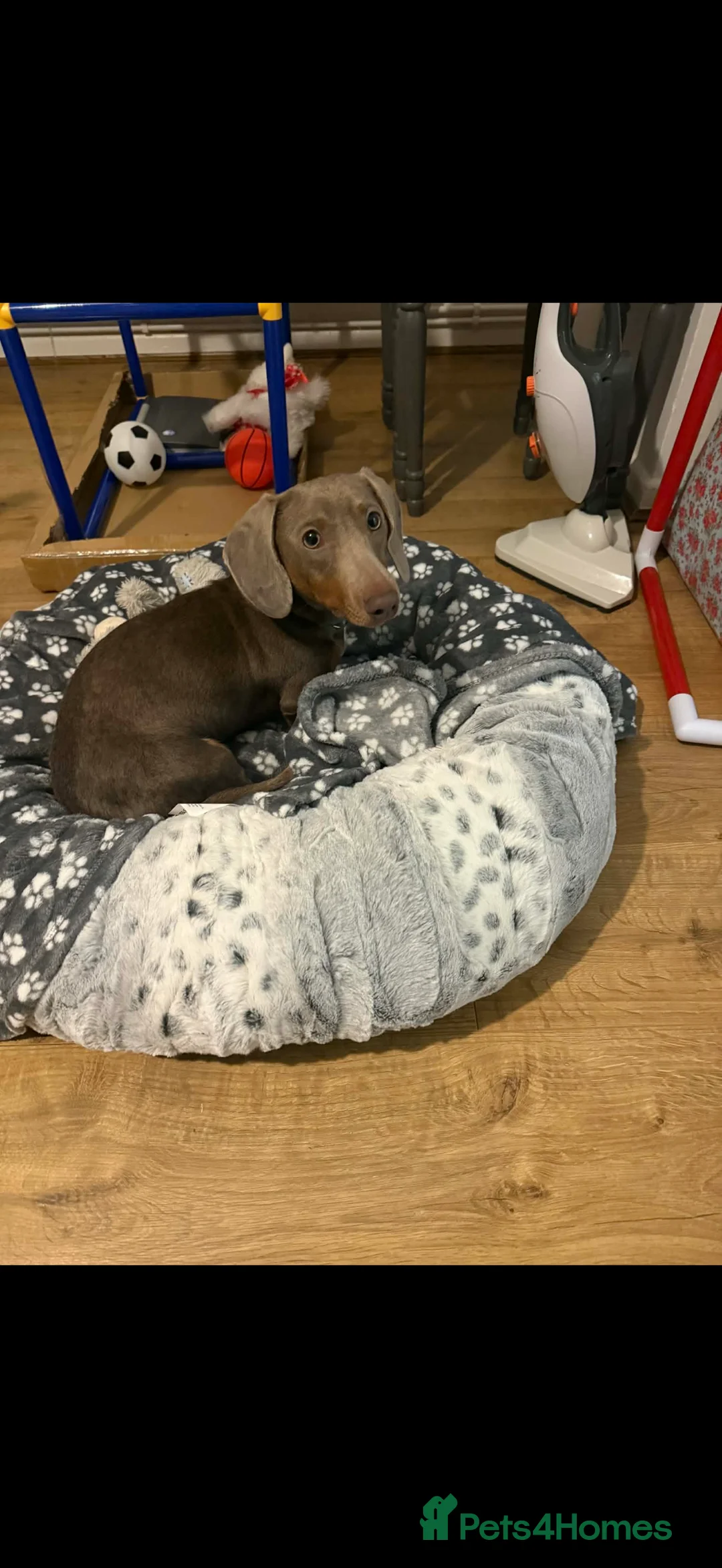 Dachshund dogs for sale: Miniture in Shrewsbury - Advert 2