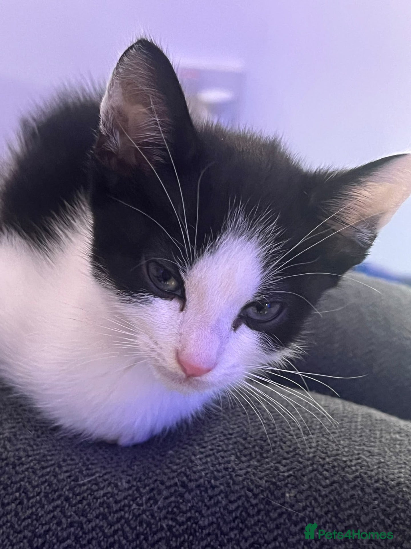 Mixed Breed cats 🐾 MEET OUR BEAUTIFUL KITTEN FAMILY 🐾 - Advert 14