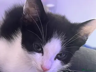 Mixed Breed cats 🐾 MEET OUR BEAUTIFUL KITTEN FAMILY 🐾 - Advert 4
