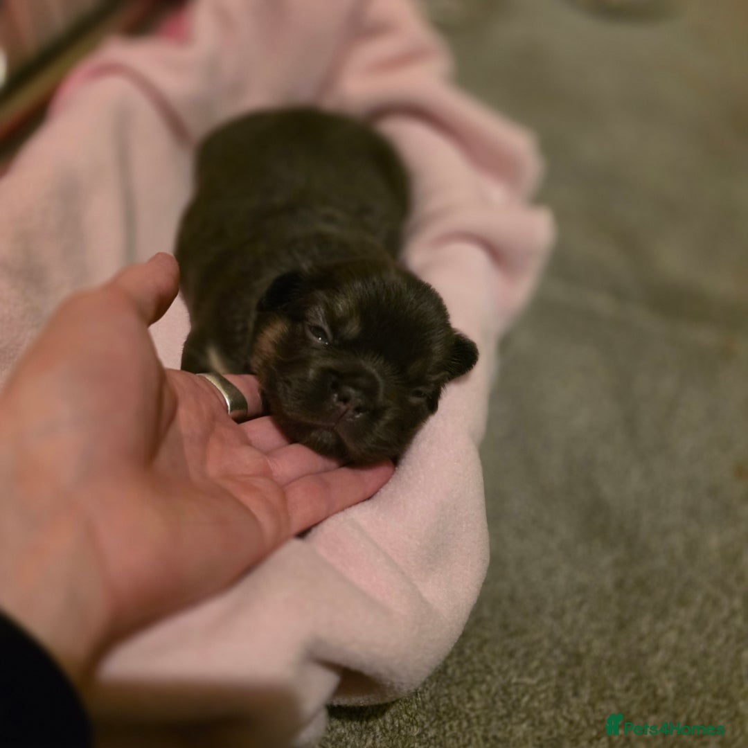 French Bulldog dogs for sale: HIGH QUALITY FLUFFY FRENCHIES  - Advert 5