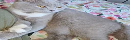 British Shorthair cats for sale: Beautiful British Shorthair Kittens - Advert 1
