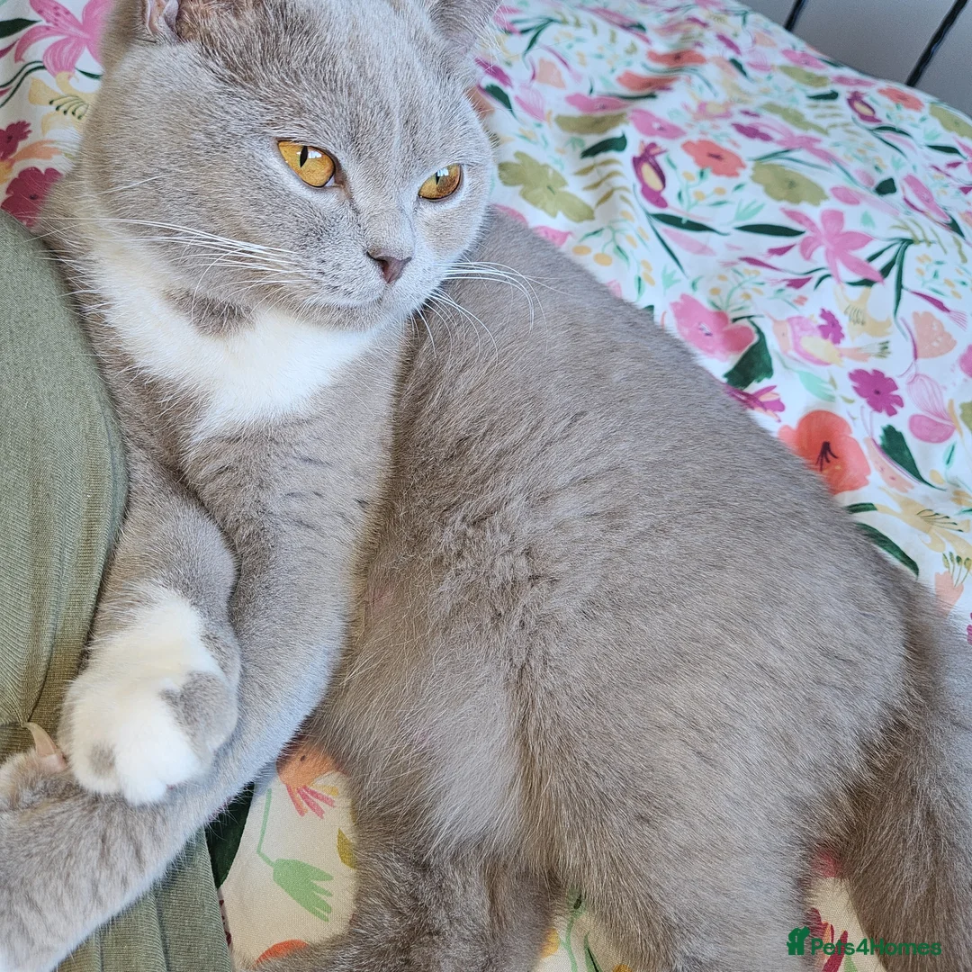 British Shorthair cats for sale: Beautiful British Shorthair Kittens - Advert 1