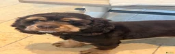 American Cocker Spaniel dogs for sale: Chocolate/tan American cocker spaniel  - Advert 4