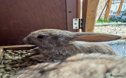 Mixed Breed rabbits for sale: Only 4 girls and 1 boy left  - Image 16