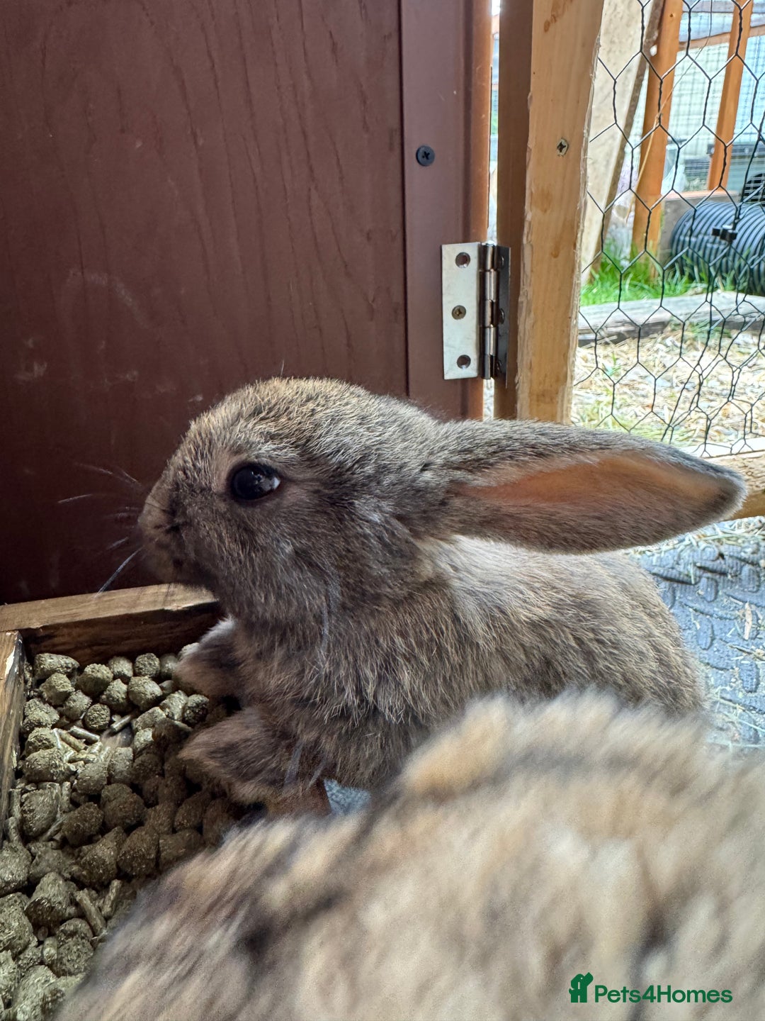 Mixed Breed rabbits for sale: Only 4 girls and 1 boy left  - Image 16