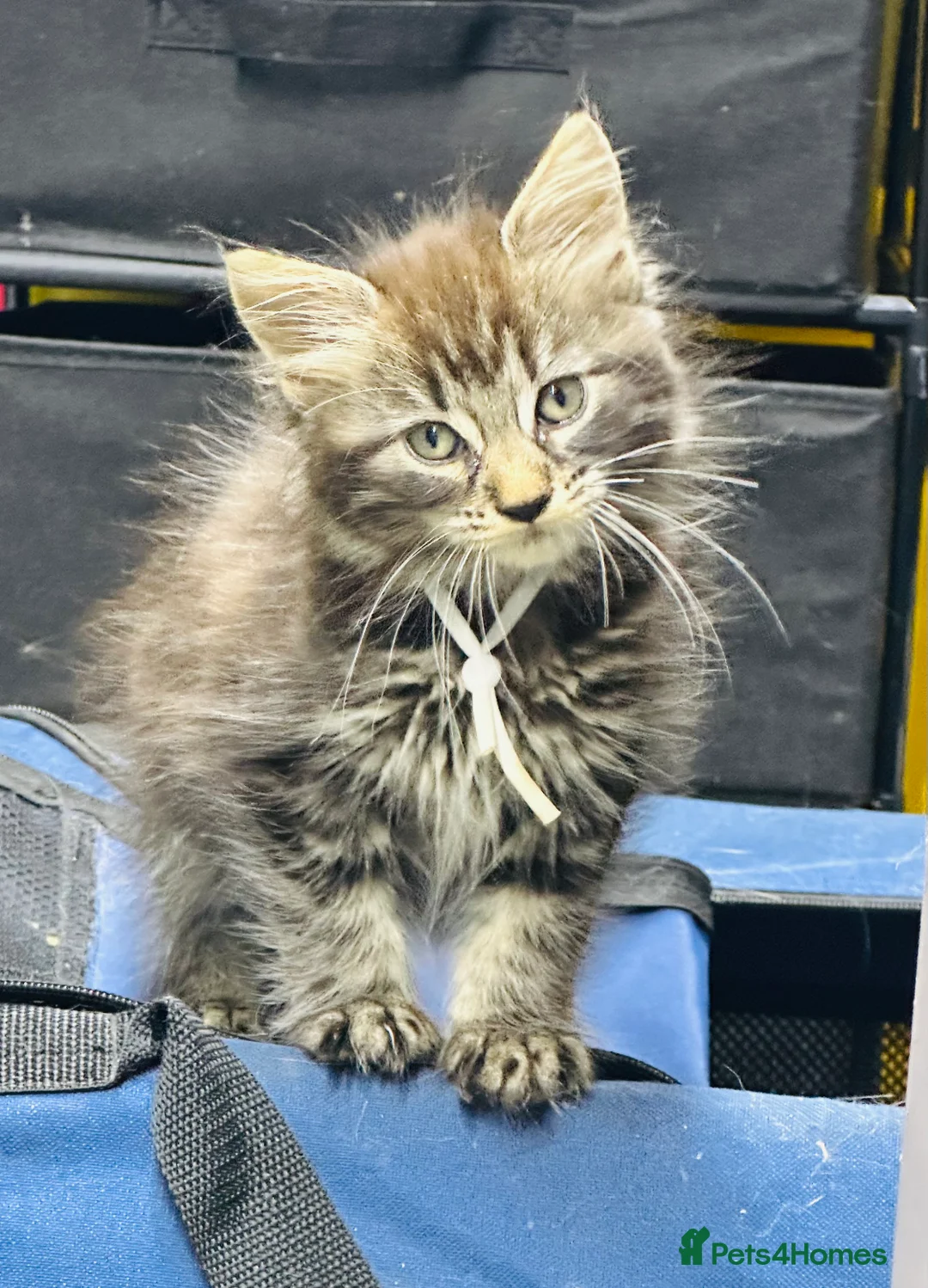 Maine Coon cats for sale: Mainecoons  - Advert 18