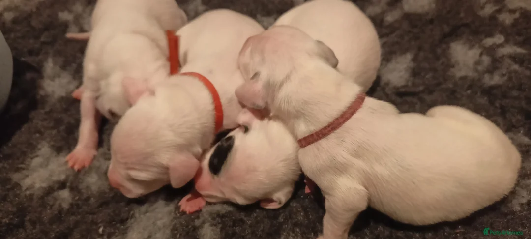 Dalmatian dogs for sale: Dalmatian puppies for sale - Advert 29