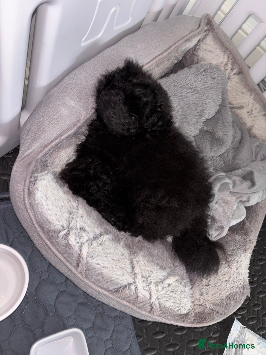 Pomapoo dogs for sale: Pomapoo puppy  - Image 2