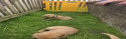Labrador Retriever dogs for sale: Fox red Labrador puppys kc registered  - Advert 11