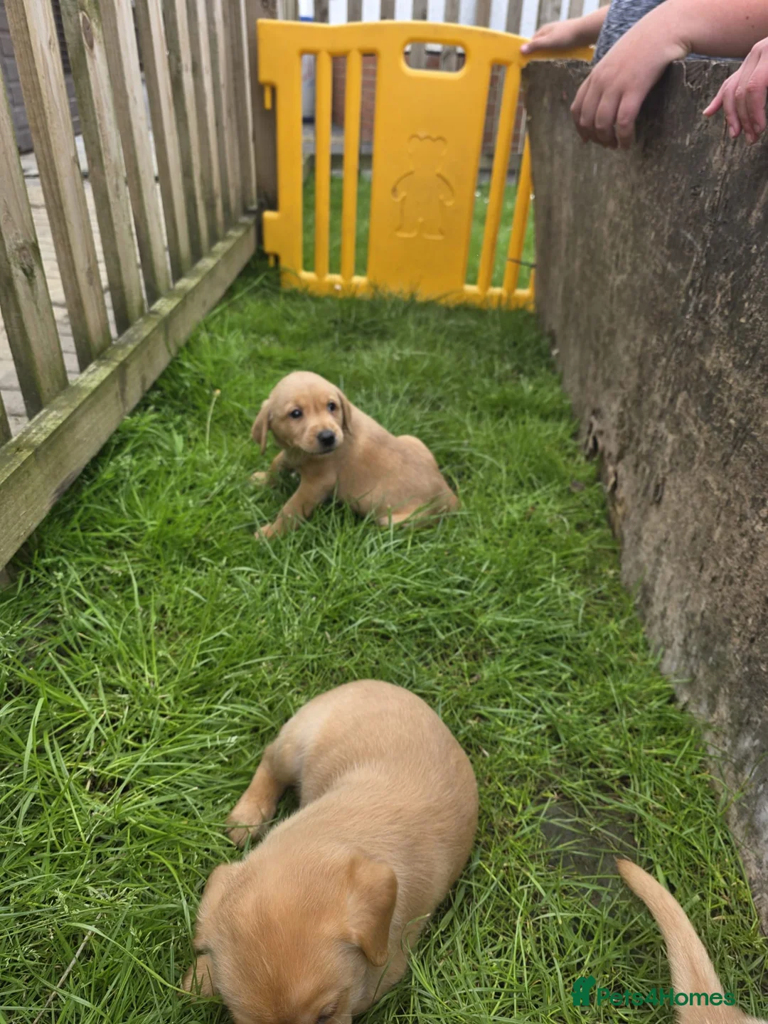 Labrador Retriever dogs for sale: Fox red Labrador puppys kc registered  - Advert 11