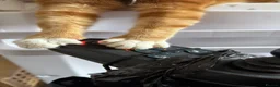 Mixed Breed cats for sale: Marla  - Advert 16