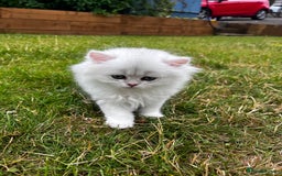 British Longhair cats for sale: ✨ Three adorable British Short/longhair kittens  - Image 18