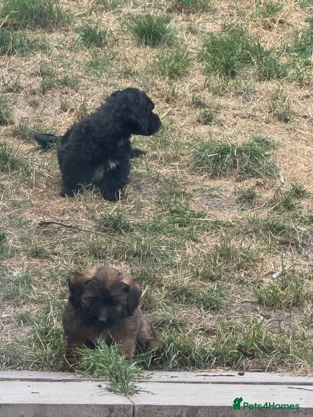 Shihpoo dogs for sale: 4 shihpoo males ready now in Telford - Image 29
