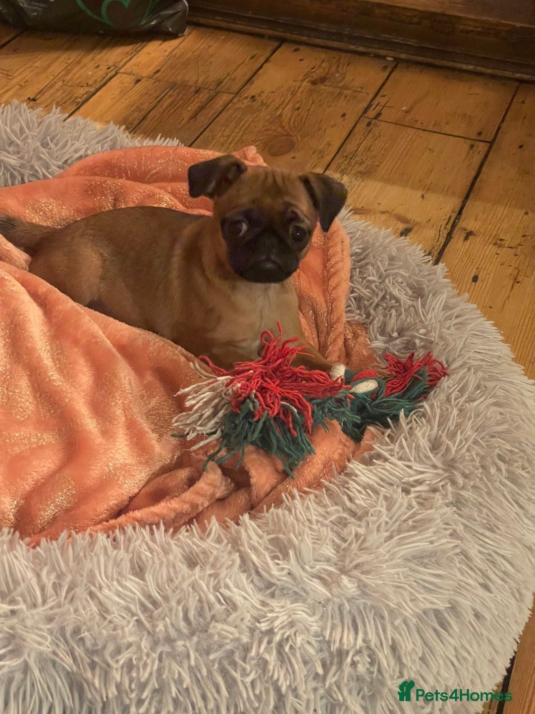 Mixed Breed dogs for sale: Puffin Puppies - Advert 15