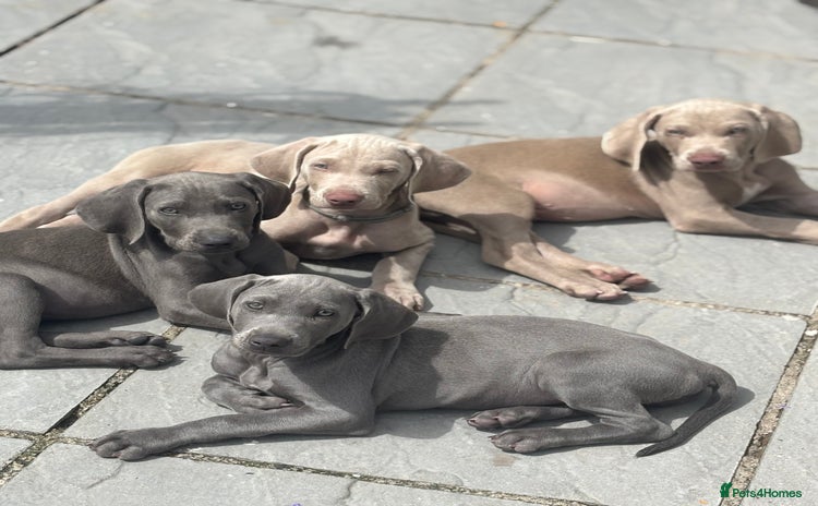 Weimaraner dogs - Advert 1