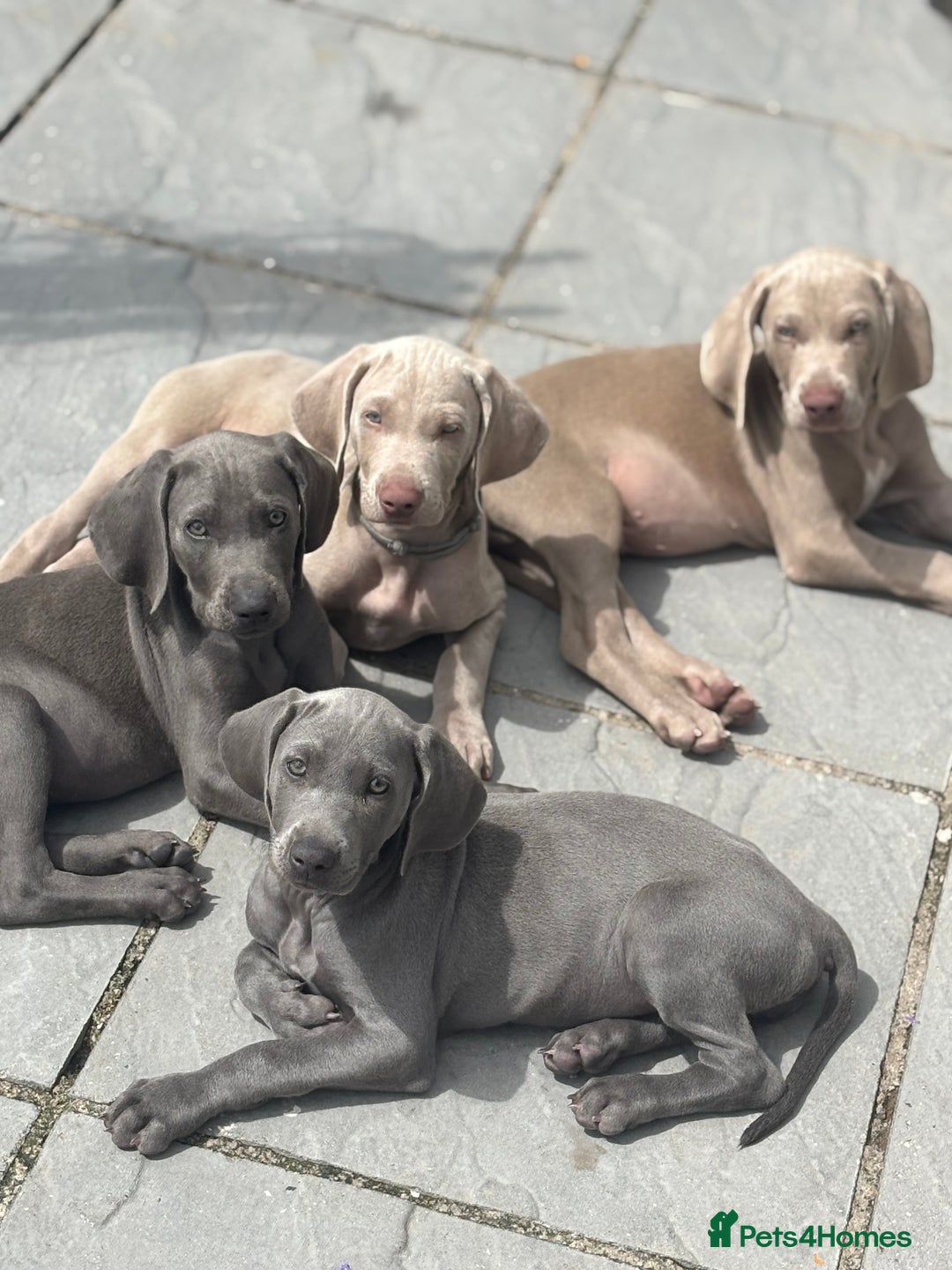 Weimaraner Dogs Weimaraner Good With Kids Weimaraner Weim Children