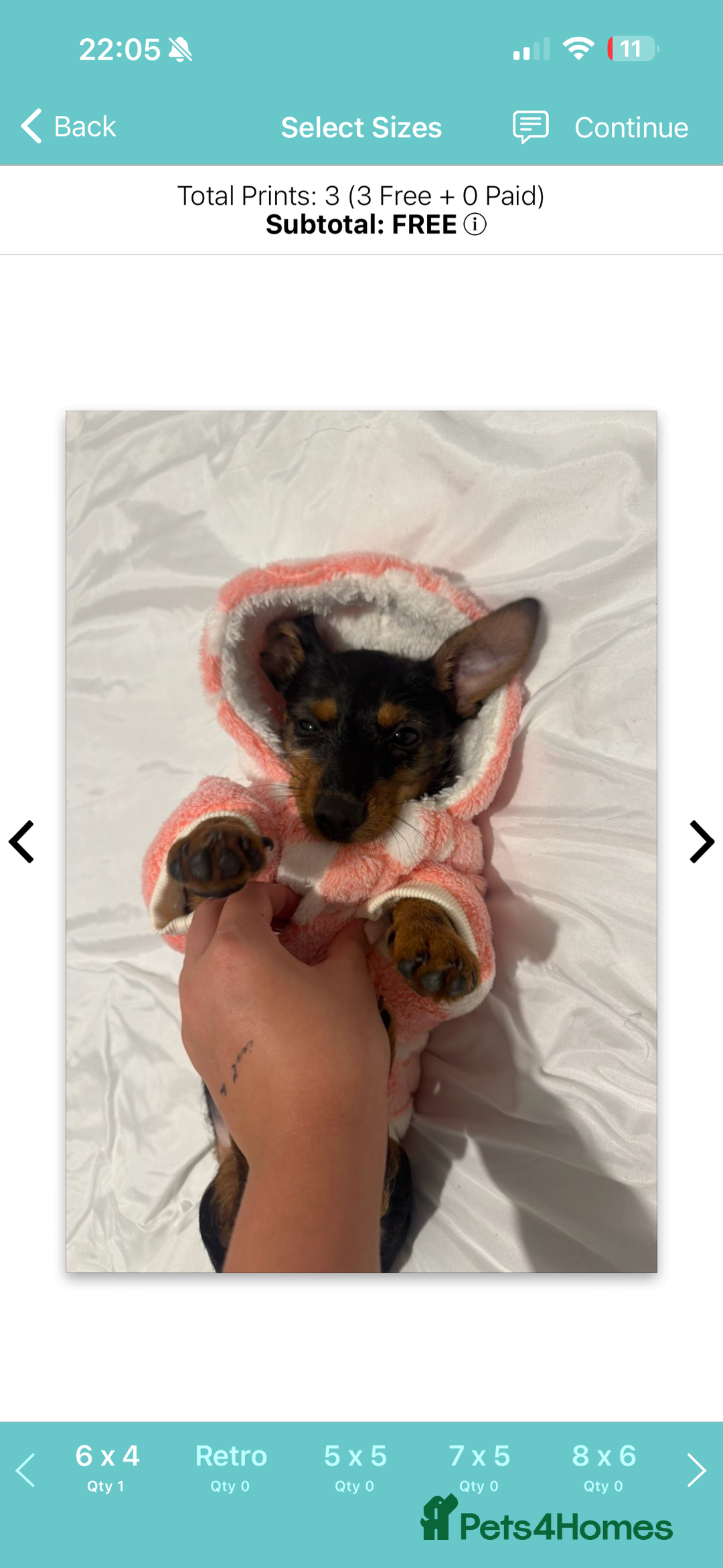 Mixed Breed dogs for sale: Dachshund x jack russell pup - Advert 3