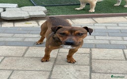 Mixed Breed dogs for adoption: Sweet Gomez looking for Love  - Image 7