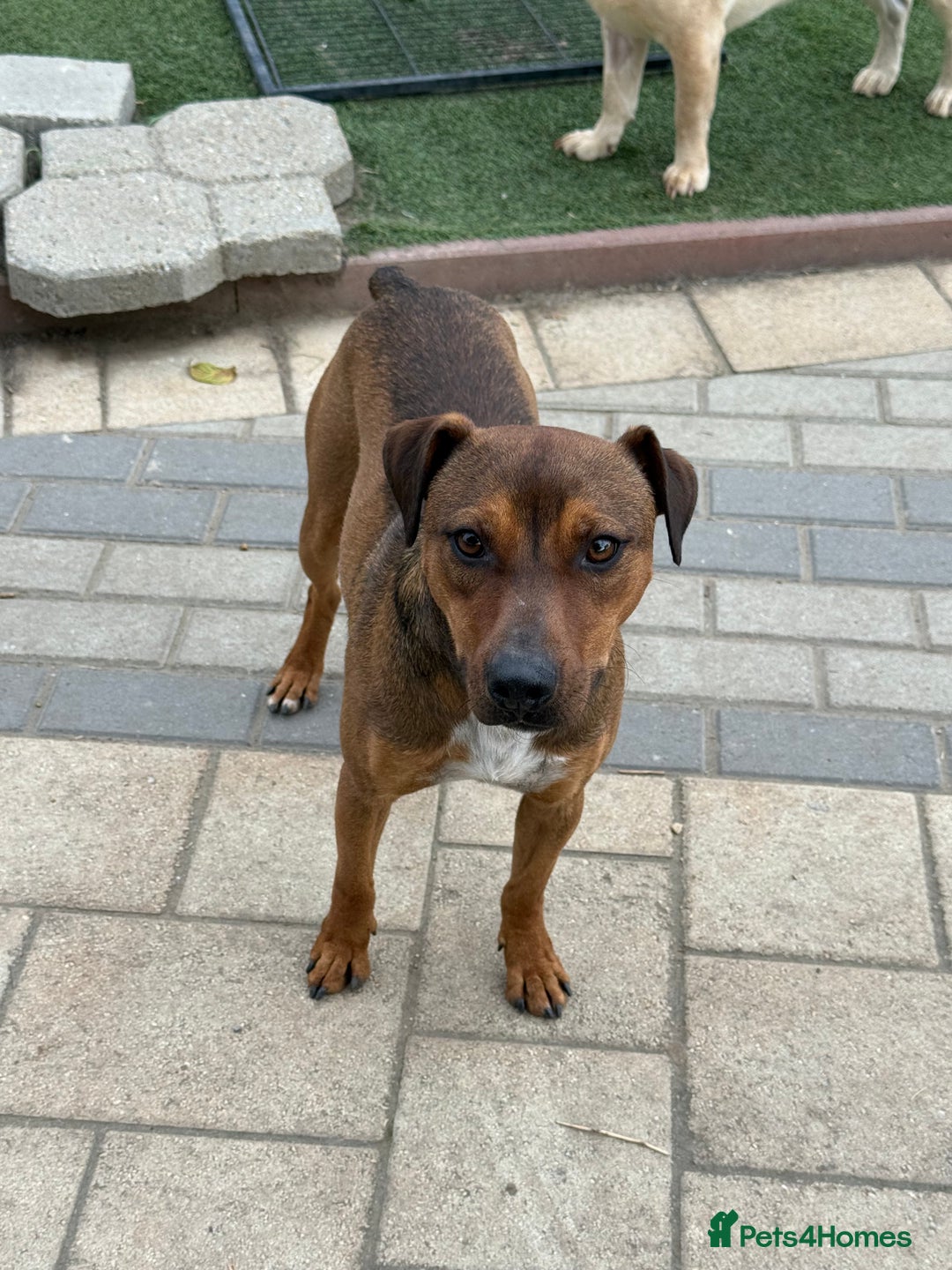 Mixed Breed dogs for adoption: Sweet Gomez looking for Love  - Image 7