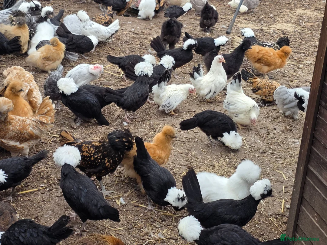 Chickens poultry for sale: Pure breed bantoms - Advert 9
