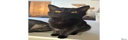 Domestic Shorthair cats for sale: Two bonded black cats  - Advert 4