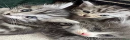 Norwegian Forest Cat cats for sale: Beautiful Norwegian Mix Kittens – 2 Boys & 1 Girl - Advert 2