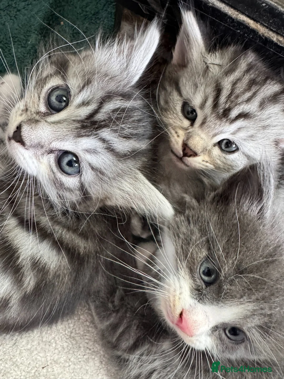 Norwegian Forest Cat cats for sale: Beautiful Norwegian Mix Kittens – 2 Boys & 1 Girl - Advert 2