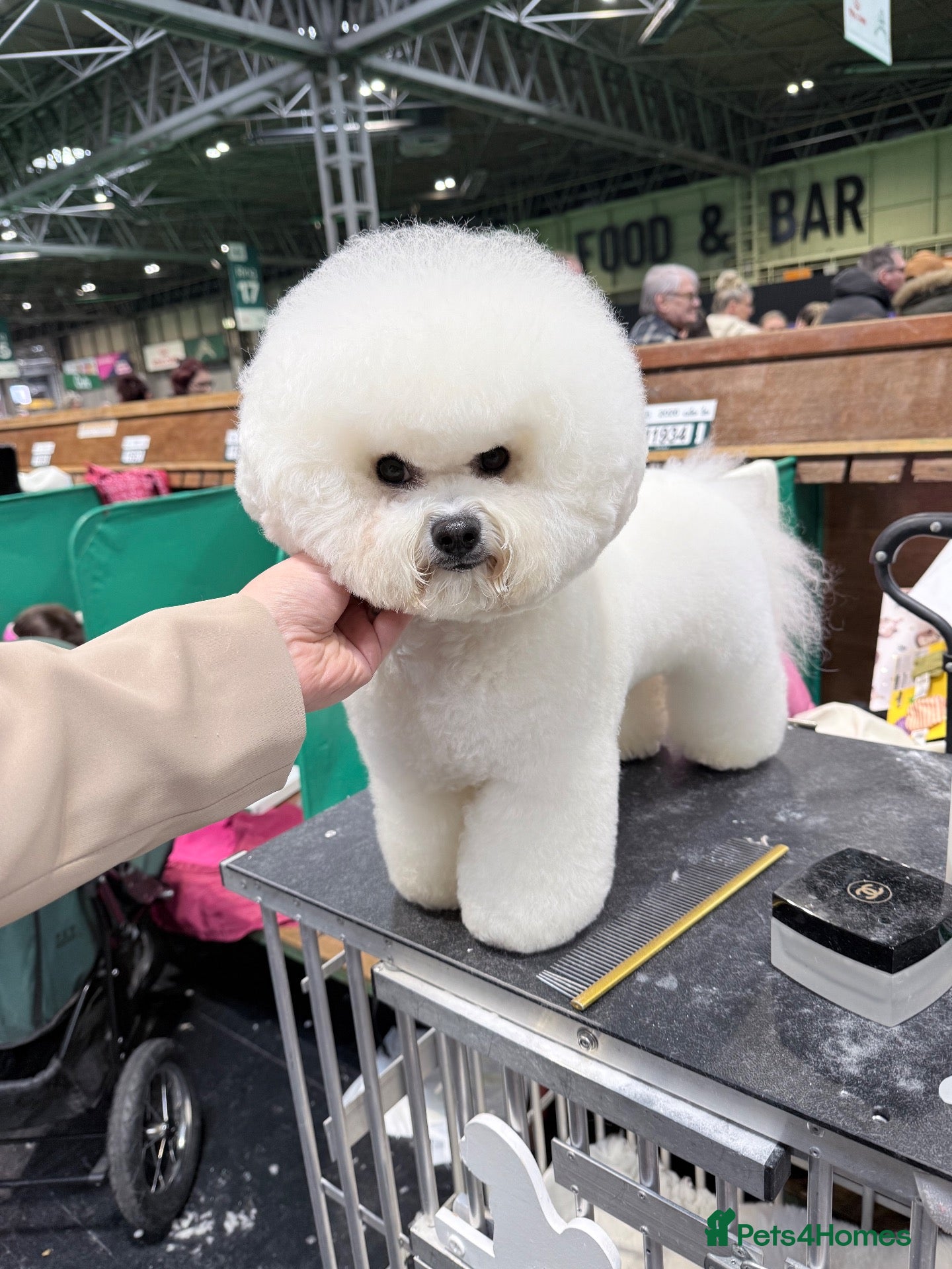 Bichon Frise dogs Stud  - Advert 7