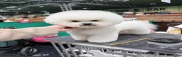 Bichon Frise dogs for stud: Stud  in Llanelli - Advert 1