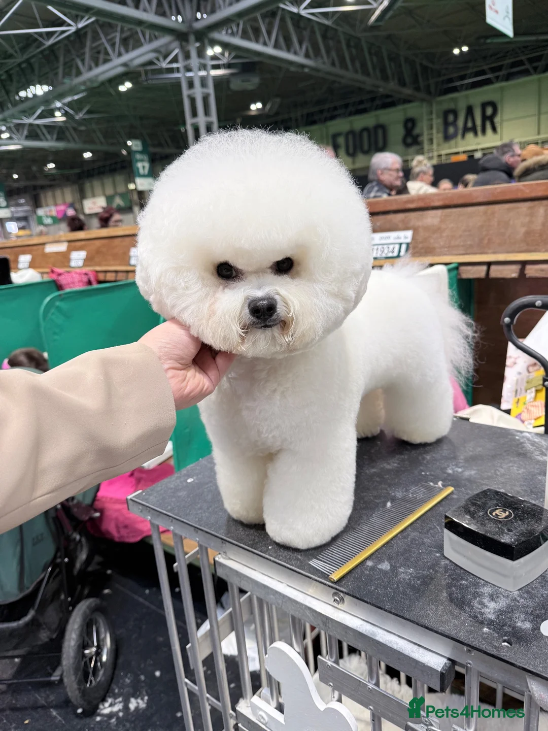 Bichon Frise dogs for stud: Stud  in Llanelli - Advert 1