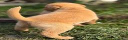 Goldador dogs for sale: Beautiful Deep Red Goldadors DNA Clear - Advert 7