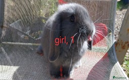Mini Lop rabbits for sale: Mini lops for sale  - Image 1