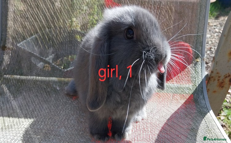 Mini Lop rabbits - Advert 2