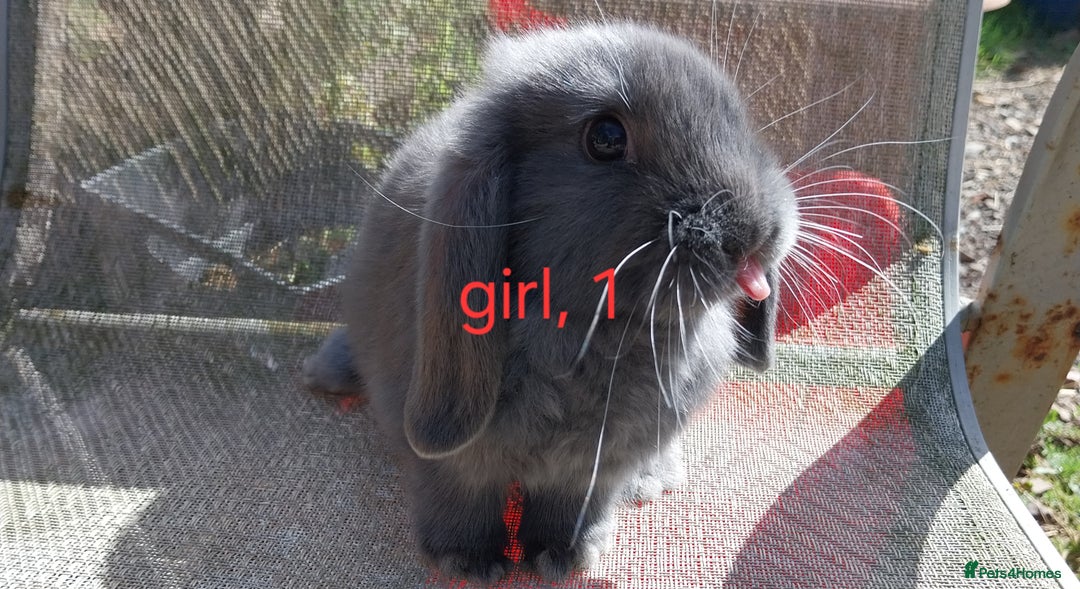 Mini Lop rabbits for sale: Mini lops for sale  - Image 1