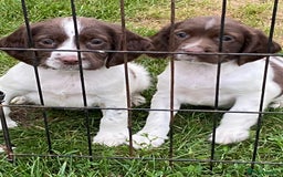 English Springer Spaniel dogs for sale: 7 English springer spaniel puppies  - Image 2