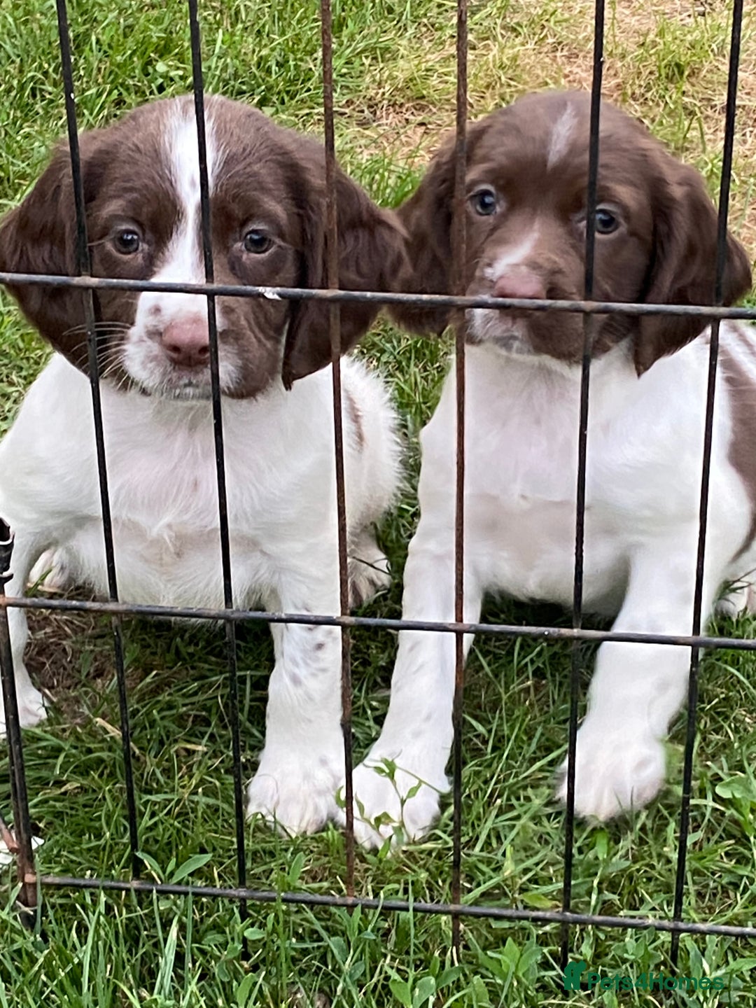 English Springer Spaniel dogs for sale: 7 English springer spaniel puppies  - Image 2