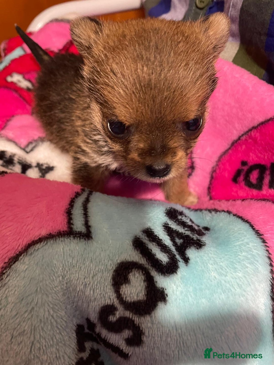 Yorkshire Terrier dogs for sale: Adorable Miniature Yorkshire Terrier Puppy ”Girl” - Advert 4