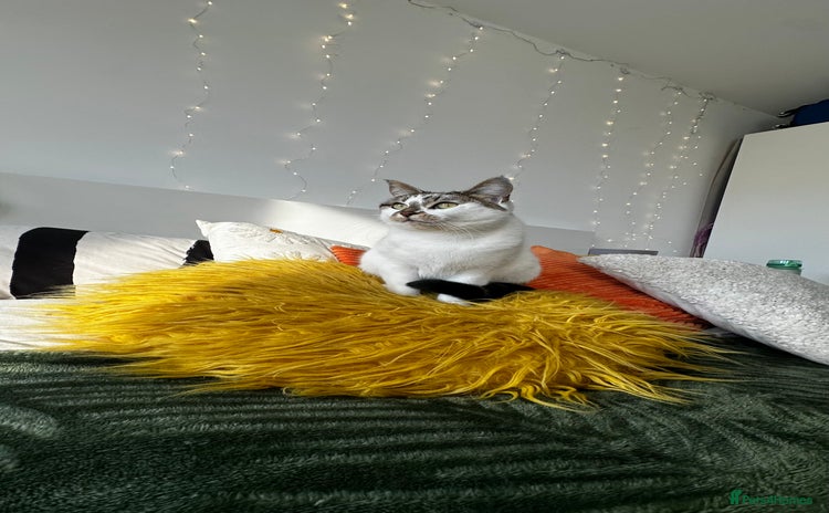 Domestic Shorthair cats - Advert 2