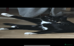 Bombay cats for sale: 2 beautiful boys 🫶🏼 - Advert 9