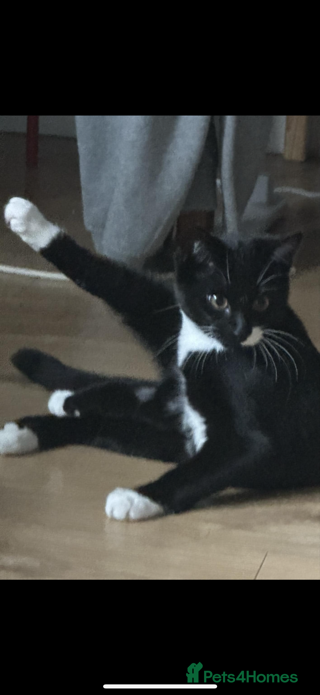 Bombay cats for sale: 2 beautiful boys 🫶🏼 - Advert 9